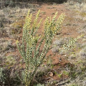 Acacia cultriformis at Watson, ACT - 15 Aug 2022