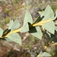 Acacia cultriformis at Watson, ACT - 15 Aug 2022 02:07 PM