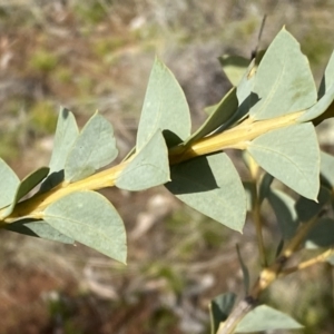 Acacia cultriformis at Watson, ACT - 15 Aug 2022 02:07 PM