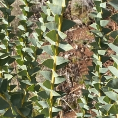 Acacia cultriformis at Watson, ACT - 15 Aug 2022 02:07 PM