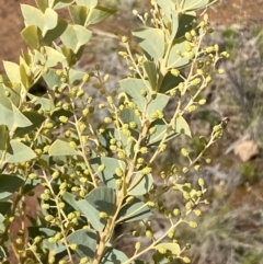 Acacia cultriformis at Watson, ACT - 15 Aug 2022