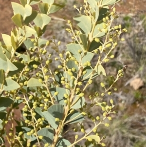 Acacia cultriformis at Watson, ACT - 15 Aug 2022