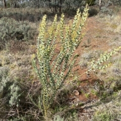 Acacia cultriformis at Watson, ACT - 15 Aug 2022