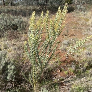 Acacia cultriformis at Watson, ACT - 15 Aug 2022