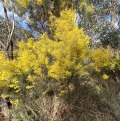 Acacia boormanii (Snowy River Wattle) at Watson, ACT - 15 Aug 2022 by Steve_Bok