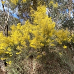 Acacia boormanii (Snowy River Wattle) at Watson, ACT - 15 Aug 2022 by SteveBorkowskis