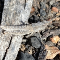 Coryphistes ruricola (Bark-mimicking Grasshopper) at Watson, ACT - 15 Aug 2022 by SteveBorkowskis