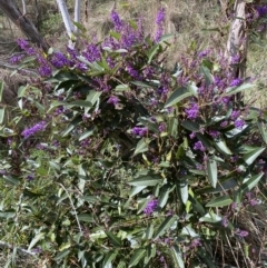 Hardenbergia violacea (False Sarsaparilla) at Watson, ACT - 15 Aug 2022 by Steve_Bok