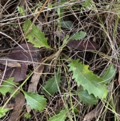 Goodenia hederacea subsp. hederacea (Ivy Goodenia, Forest Goodenia) at Watson, ACT - 15 Aug 2022 by Steve_Bok