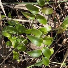 Asparagus asparagoides (Bridal Creeper, Florist's Smilax) at Watson, ACT - 15 Aug 2022 by SteveBorkowskis