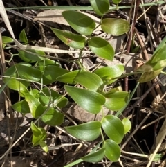 Asparagus asparagoides (Bridal Creeper, Florist's Smilax) at Watson, ACT - 15 Aug 2022 by Steve_Bok