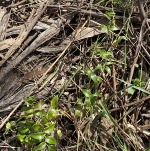 Asparagus asparagoides at Watson, ACT - 15 Aug 2022