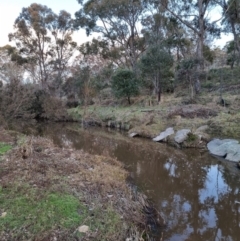 Notamacropus rufogriseus at Bungendore, NSW - 15 Aug 2022