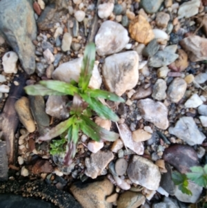 Epilobium ciliatum at Bungendore, NSW - 15 Aug 2022