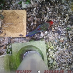 Platycercus elegans (Crimson Rosella) at ANU Daley Precinct - 10 Aug 2022 by Gremgreezly