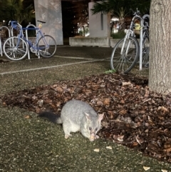 Trichosurus vulpecula (Common Brushtail Possum) at Acton, ACT - 6 Aug 2022 by Bofeng