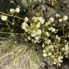 Acacia genistifolia (Early Wattle) at Aranda, ACT - 16 Aug 2022 by lbradley