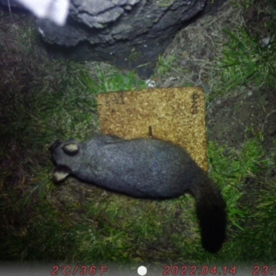 Trichosurus vulpecula (Common Brushtail Possum) at Australian National University - 16 Aug 2022 by h75726c