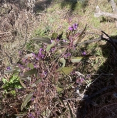 Hardenbergia violacea (False Sarsaparilla) at Aranda, ACT - 16 Aug 2022 by lbradley