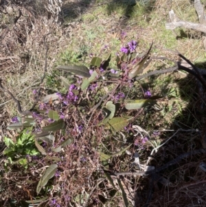 Hardenbergia violacea at Aranda, ACT - 16 Aug 2022