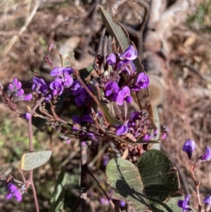 Hardenbergia violacea at Aranda, ACT - 16 Aug 2022