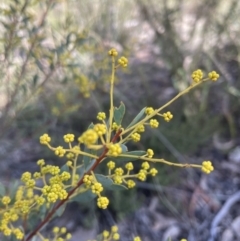 Acacia buxifolia subsp. buxifolia at Aranda, ACT - 16 Aug 2022