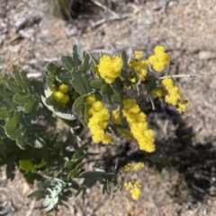 Acacia baileyana (Cootamundra Wattle, Golden Mimosa) at Aranda, ACT - 16 Aug 2022 by lbradley