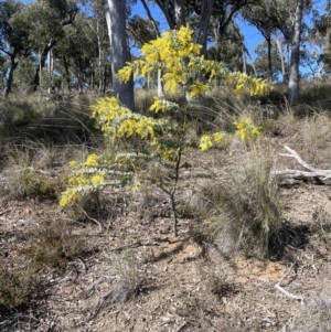 Acacia baileyana at Aranda, ACT - 16 Aug 2022