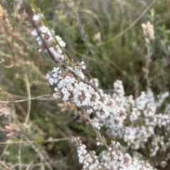 Leucopogon attenuatus (Small-leaved Beard Heath) at Aranda, ACT - 16 Aug 2022 by lbradley
