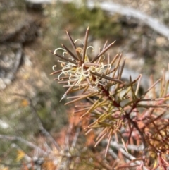 Hakea decurrens (Bushy Needlewood) at Aranda, ACT - 16 Aug 2022 by lbradley