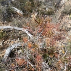 Hakea decurrens at Aranda, ACT - 16 Aug 2022