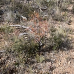 Hakea decurrens at Aranda, ACT - 16 Aug 2022 11:18 AM