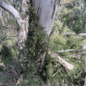 Clematis leptophylla at Cook, ACT - 16 Aug 2022 11:32 AM