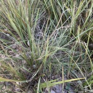 Dianella revoluta var. revoluta at Cook, ACT - 16 Aug 2022 11:39 AM