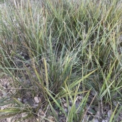 Dianella revoluta var. revoluta at Cook, ACT - 16 Aug 2022 11:39 AM