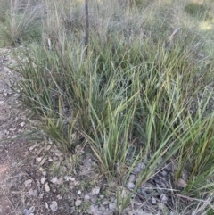 Dianella revoluta var. revoluta at Cook, ACT - 16 Aug 2022 11:39 AM