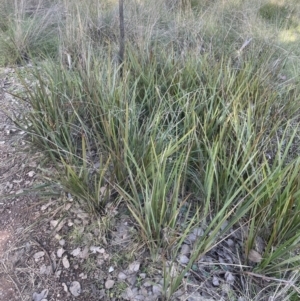 Dianella revoluta var. revoluta at Cook, ACT - 16 Aug 2022