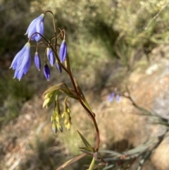 Stypandra glauca (Nodding Blue Lily) at Acton, ACT - 16 Aug 2022 by Jenny54