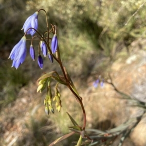 Stypandra glauca at Acton, ACT - 16 Aug 2022