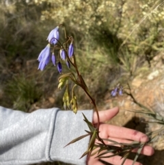 Stypandra glauca at Acton, ACT - 16 Aug 2022