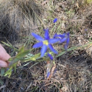 Stypandra glauca at O'Connor, ACT - 16 Aug 2022