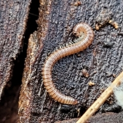 Diplopoda (class) (Unidentified millipede) at Lyneham, ACT - 16 Aug 2022 by trevorpreston