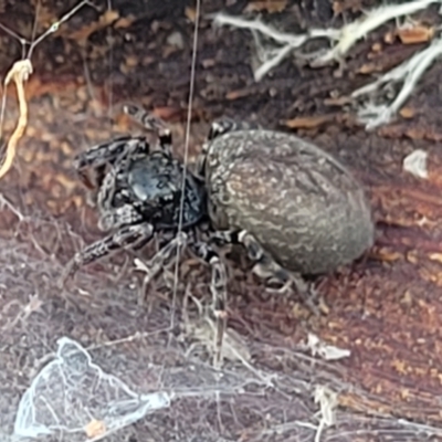 Unidentified Spider (Araneae) at Lyneham, ACT - 16 Aug 2022 by trevorpreston