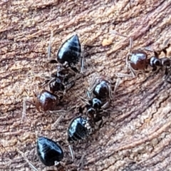 Crematogaster sp. (genus) (Acrobat ant, Cocktail ant) at Lyneham, ACT - 16 Aug 2022 by trevorpreston