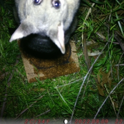 Trichosurus vulpecula (Common Brushtail Possum) at Acton, ACT - 16 Aug 2022 by phebold