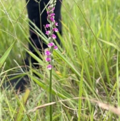 Spiranthes australis (Austral Ladies Tresses) at Burrawang, NSW - 29 Jan 2022 by Anna631