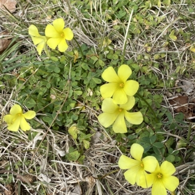 Oxalis pes-caprae (Soursob) at Campbell, ACT - 16 Aug 2022 by SteveBorkowskis