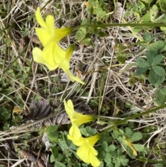 Oxalis pes-caprae at Campbell, ACT - 16 Aug 2022