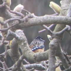 Pardalotus punctatus (Spotted Pardalote) at North Albury, NSW - 16 Aug 2022 by Darcy