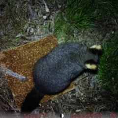 Trichosurus vulpecula (Common Brushtail Possum) at Borough, NSW - 7 Aug 2022 by EmmiKaisla